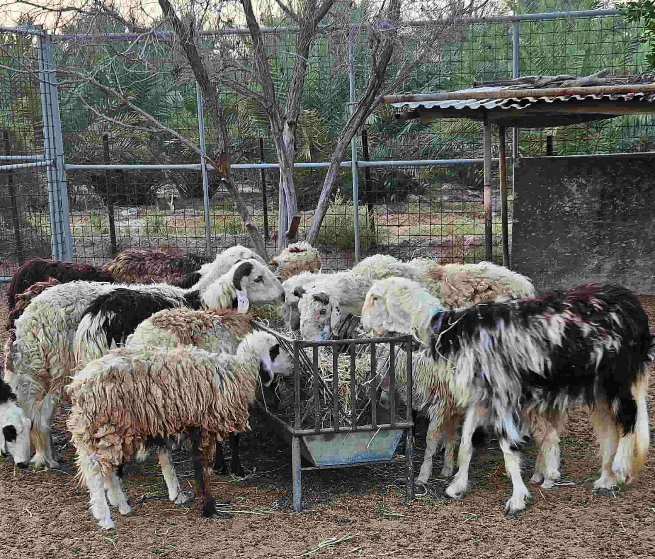 للبيع أغنام نجدية تربية مزرعة 