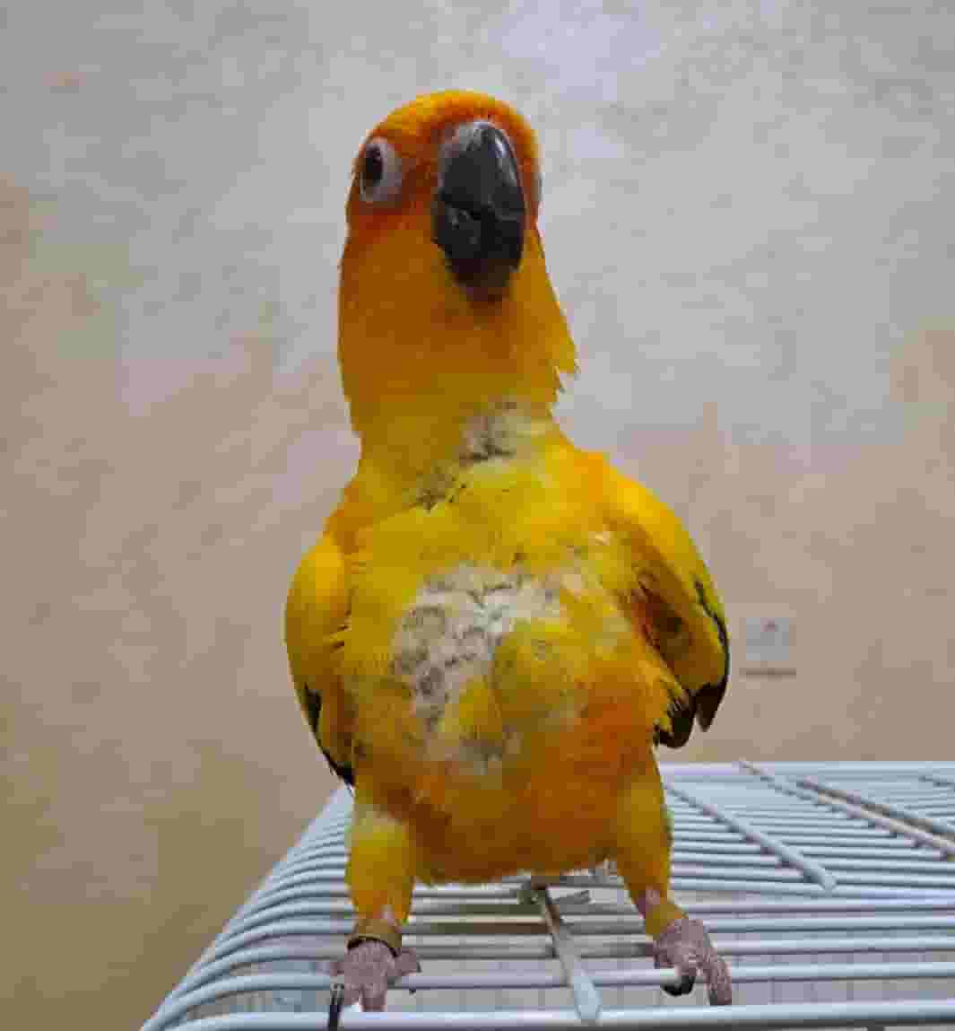ببغاء صن كنيور للبيع