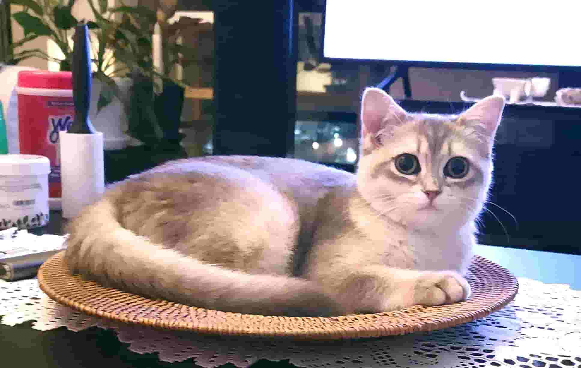 قطة بريطانية رائعة باللون الأزرق الذهبي