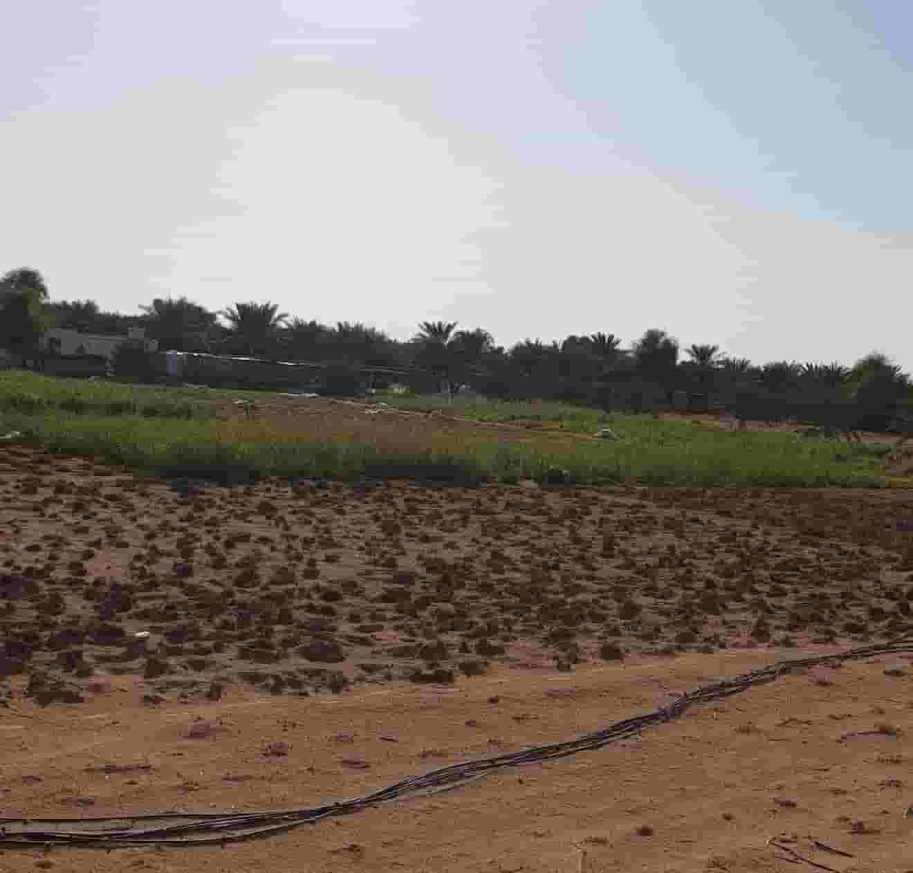 A cat farm for sale in Abu Dhabi