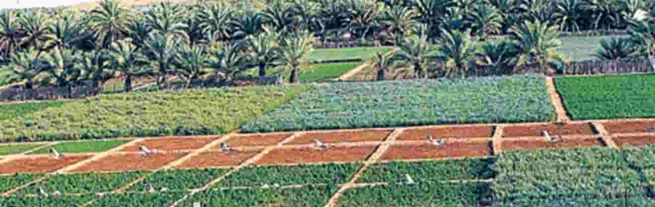 Farm for sale in Ain Alsad