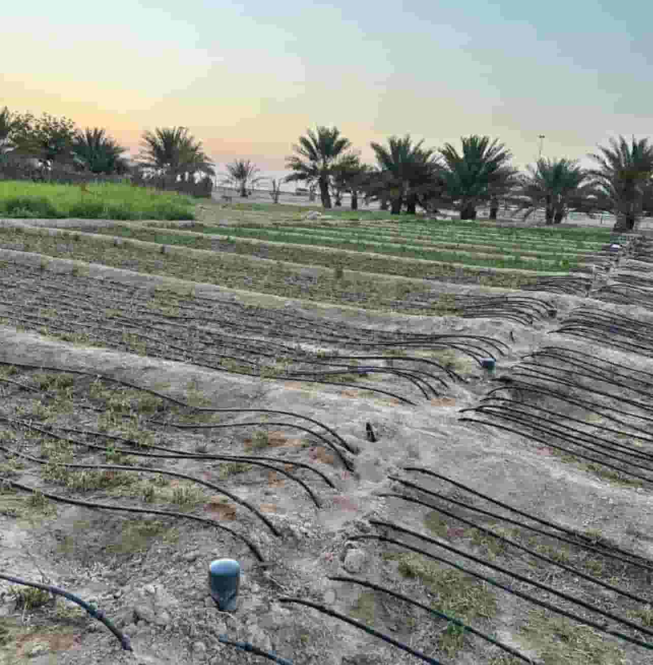 A farm equipped for housing in Samha