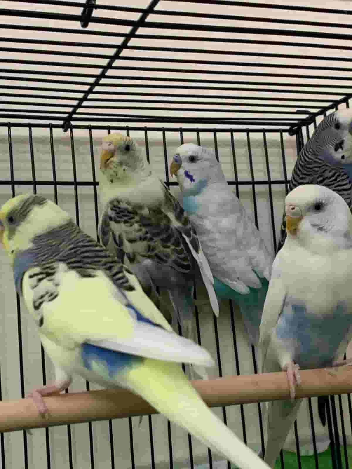 birds for sale