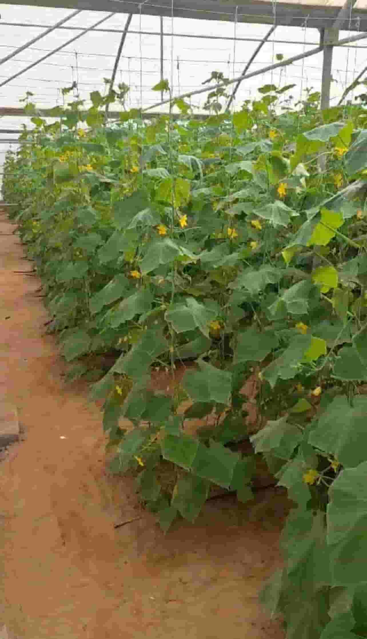 Farm for sale in Al Dhaid Al Weshah 