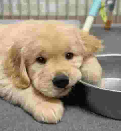 Golden Retriever for adoption Golden Retriever for adoption