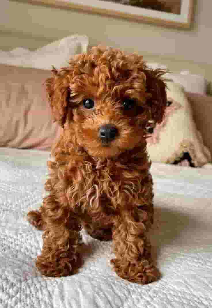 Poodle Puppies for adoption Poodle Puppies for adoption