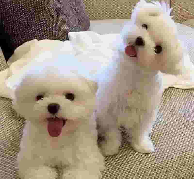 small dogs small dogs