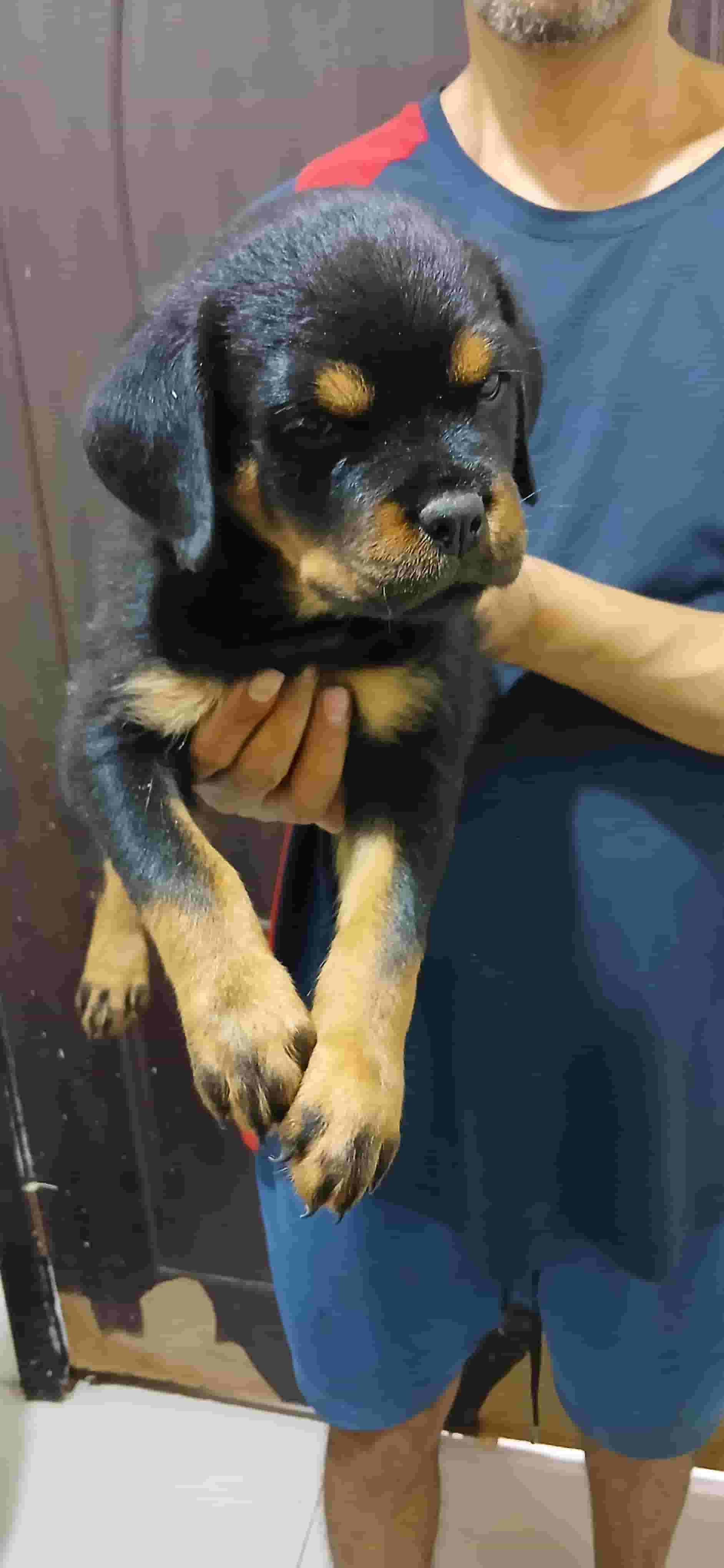 Rottweiler puppies (timie tor) Rottweiler puppies (timie tor)