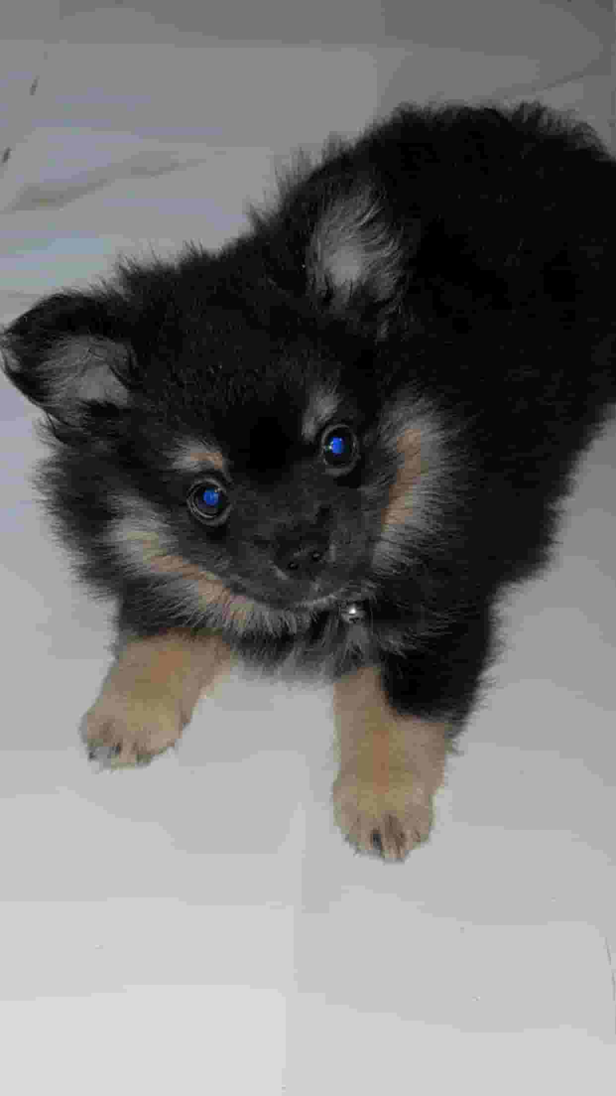 Pomeranian male dog for sale Pomeranian male dog for sale