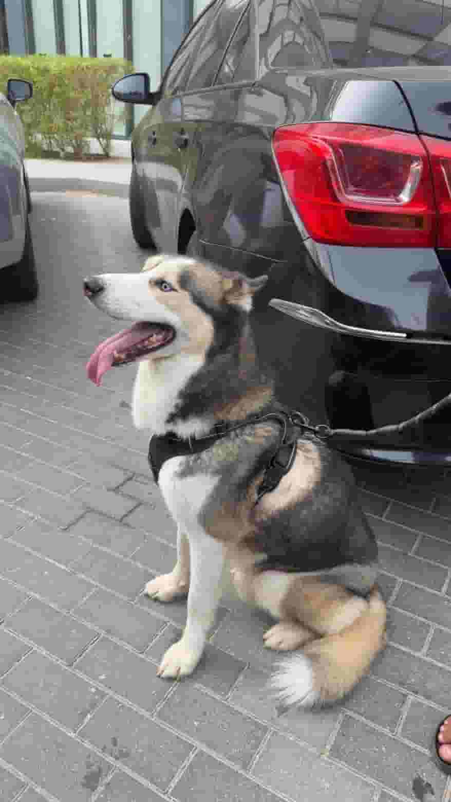 Husky dog for sale Husky dog for sale