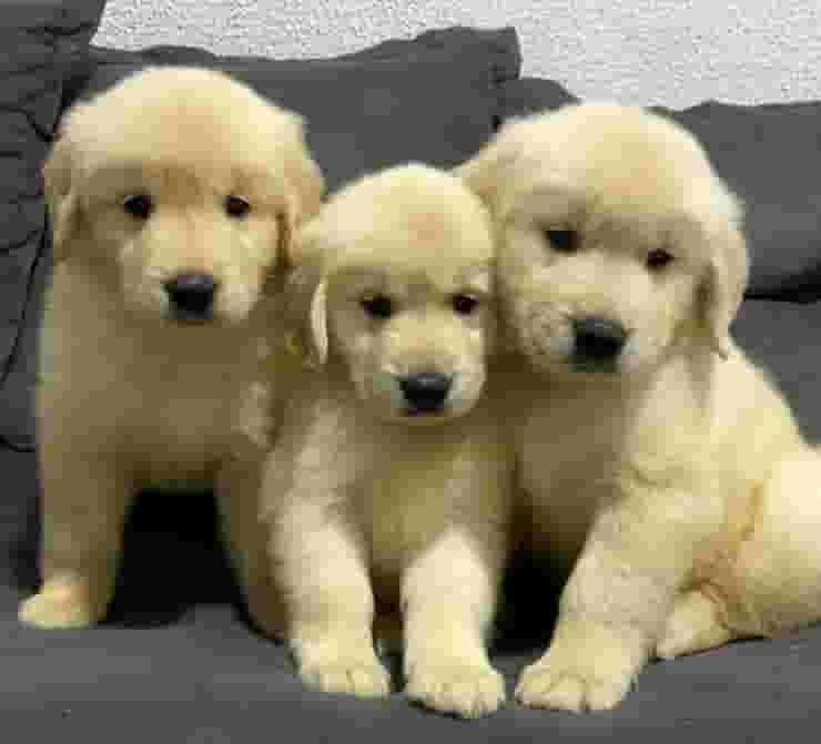 Golden retriever Golden retriever