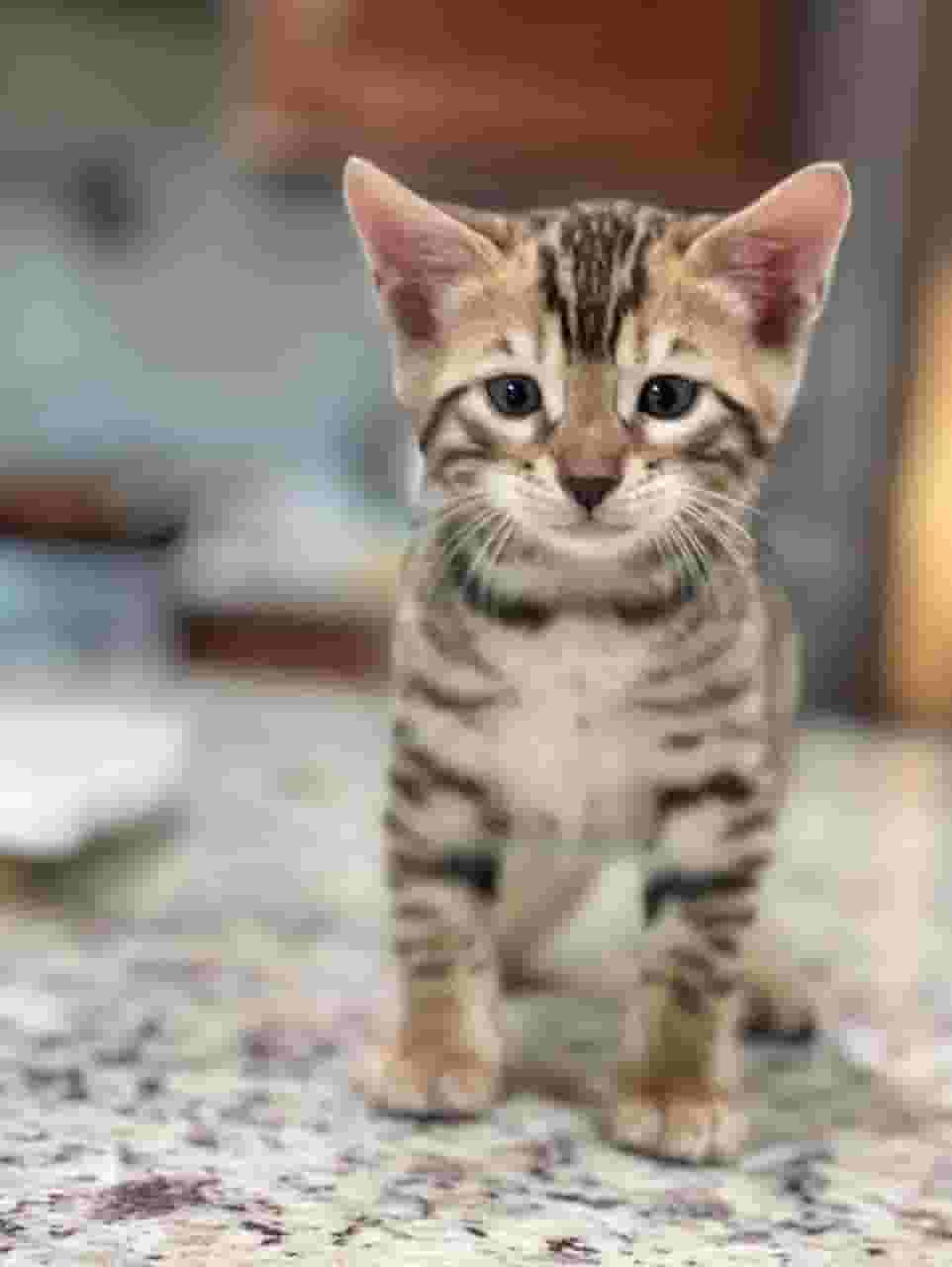 Bengal kittens Bengal kittens