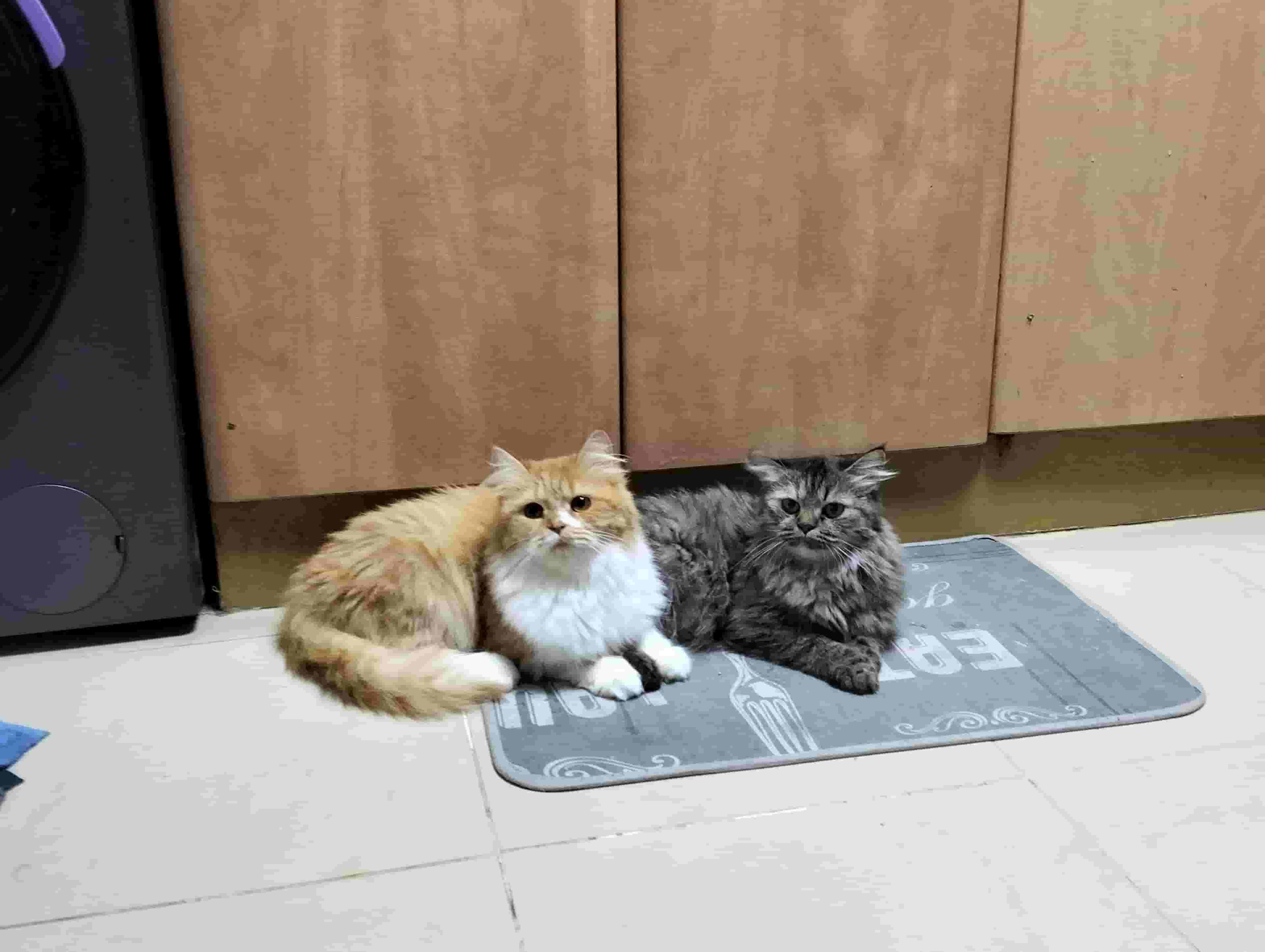 2 female For Sale 2 female For Sale