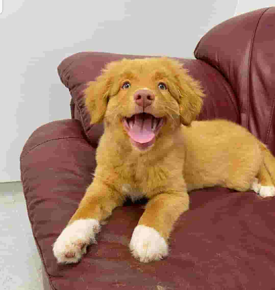 Purebred puppies Purebred puppies