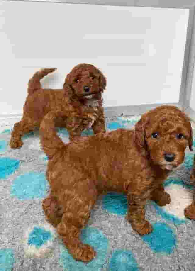 Poodle dogs for adoption Poodle dogs for adoption