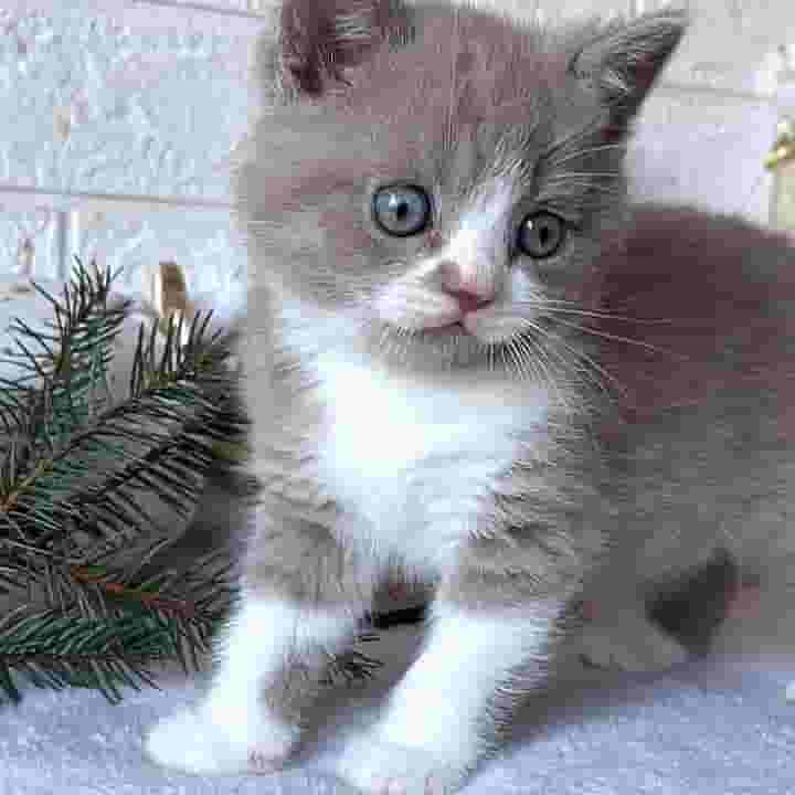 British shorthair kittens Available British shorthair kittens Available