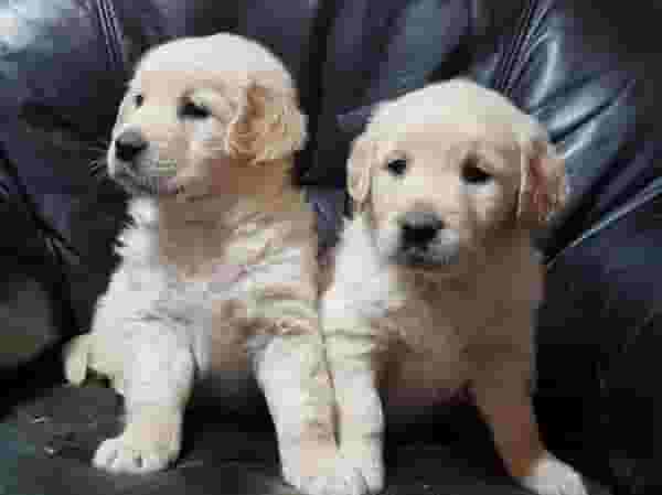 Golden Retriever Puppies Golden Retriever Puppies