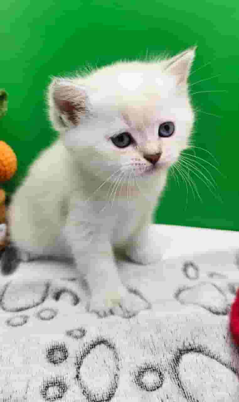 We sell Scottish cats We sell Scottish cats