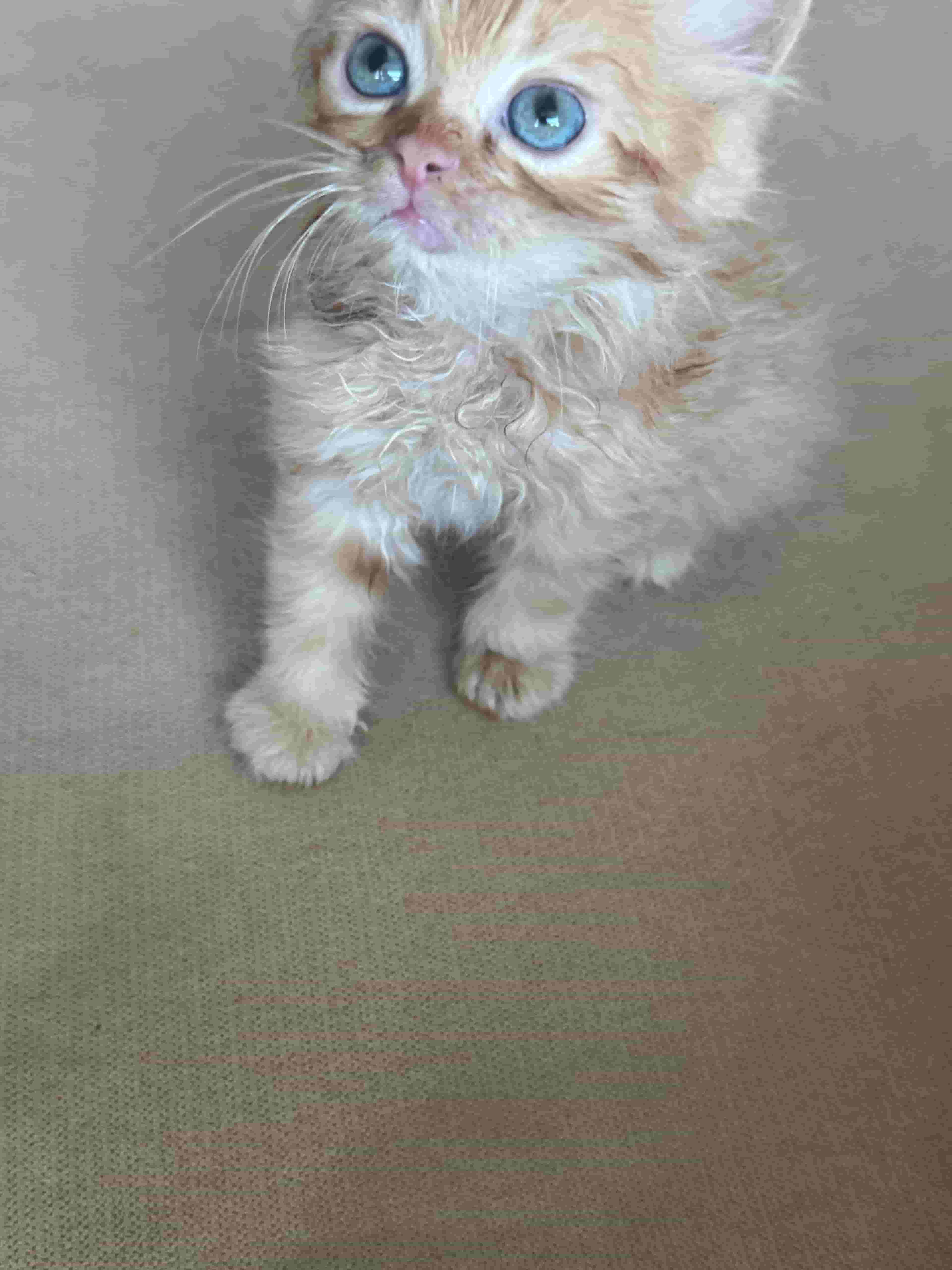 Shirazi cat + Scottish food mix Shirazi cat + Scottish food mix
