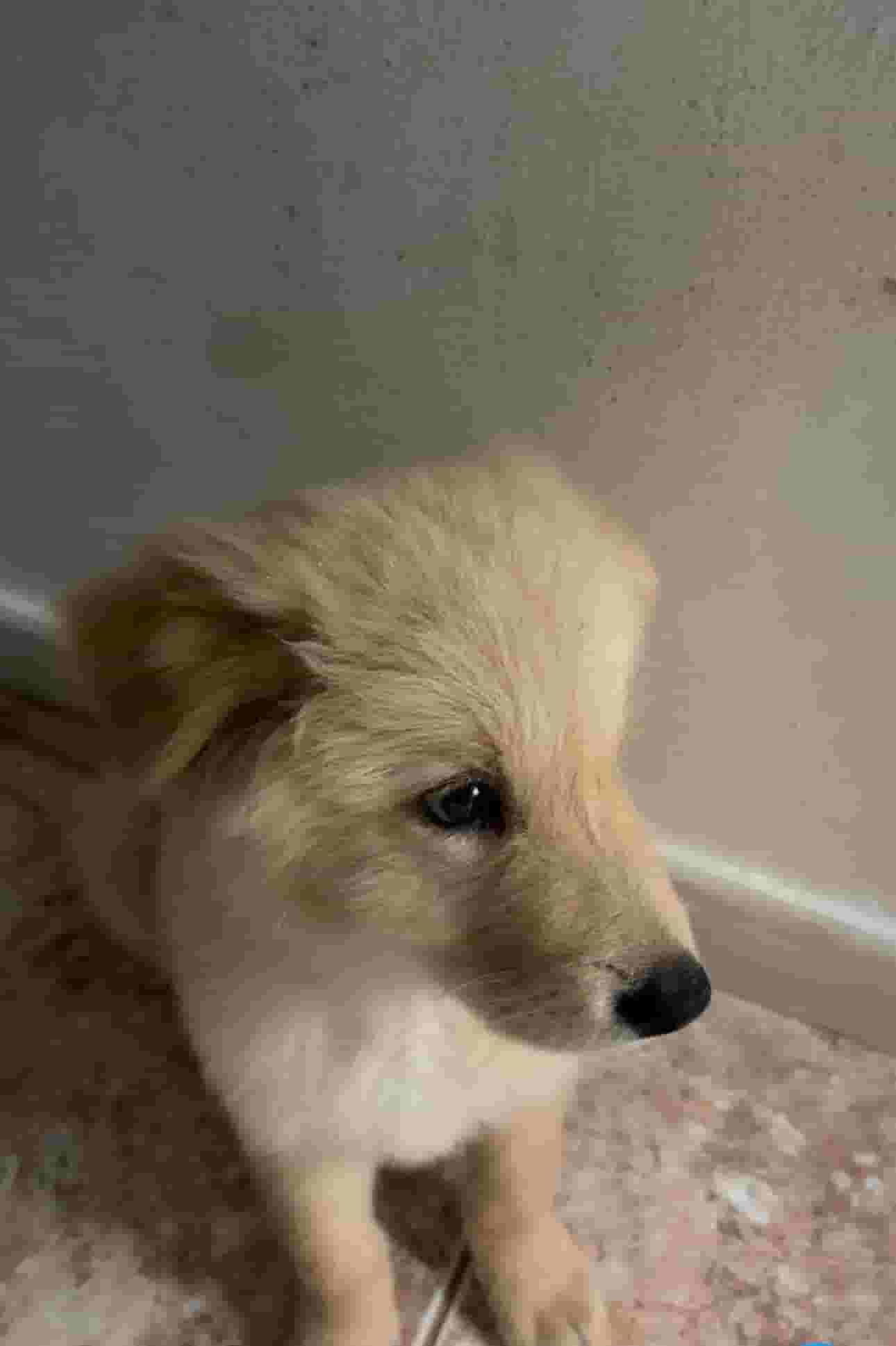 Gold Retriever Gold Retriever