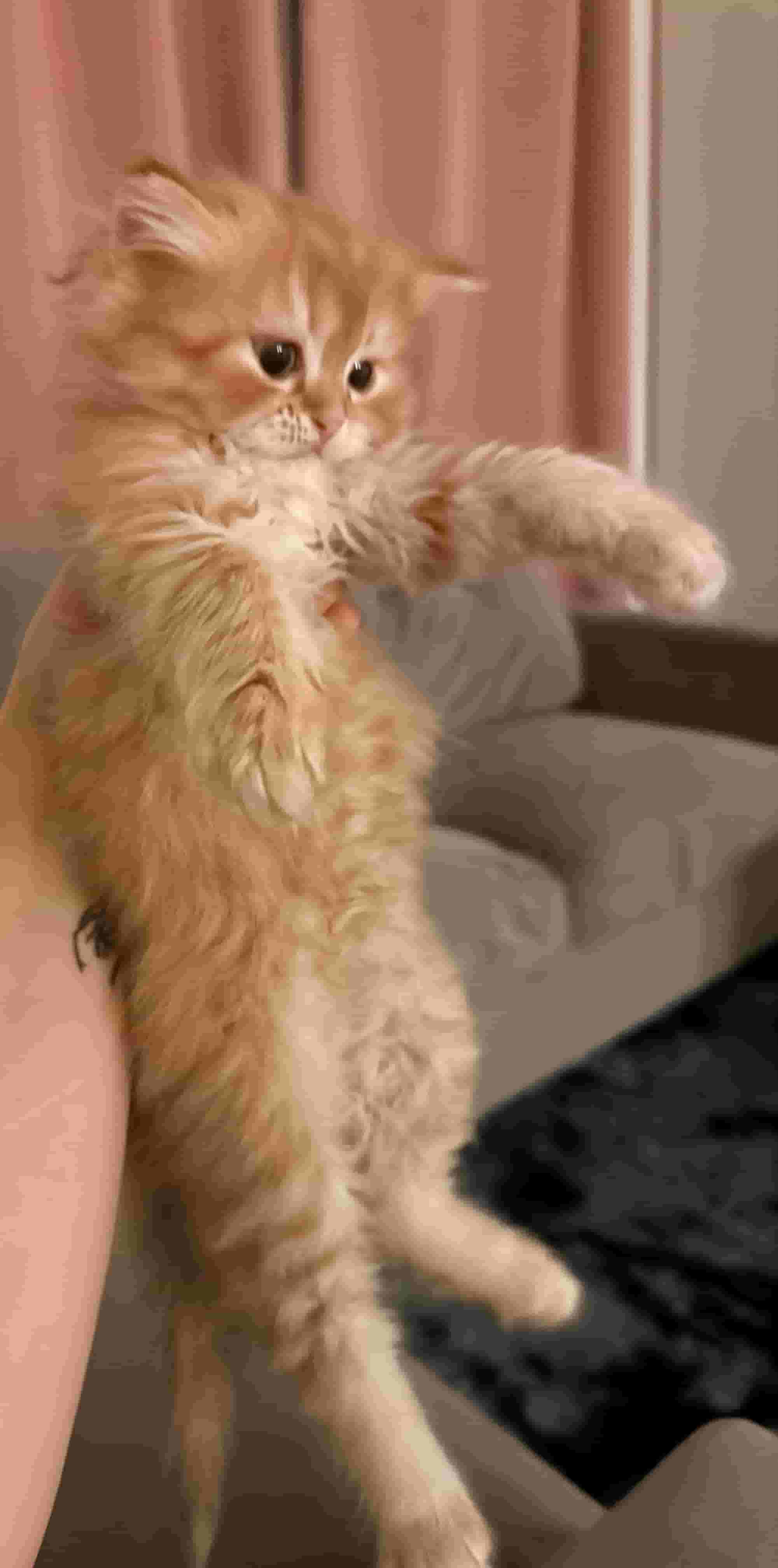 Persian cat for sale Persian cat for sale
