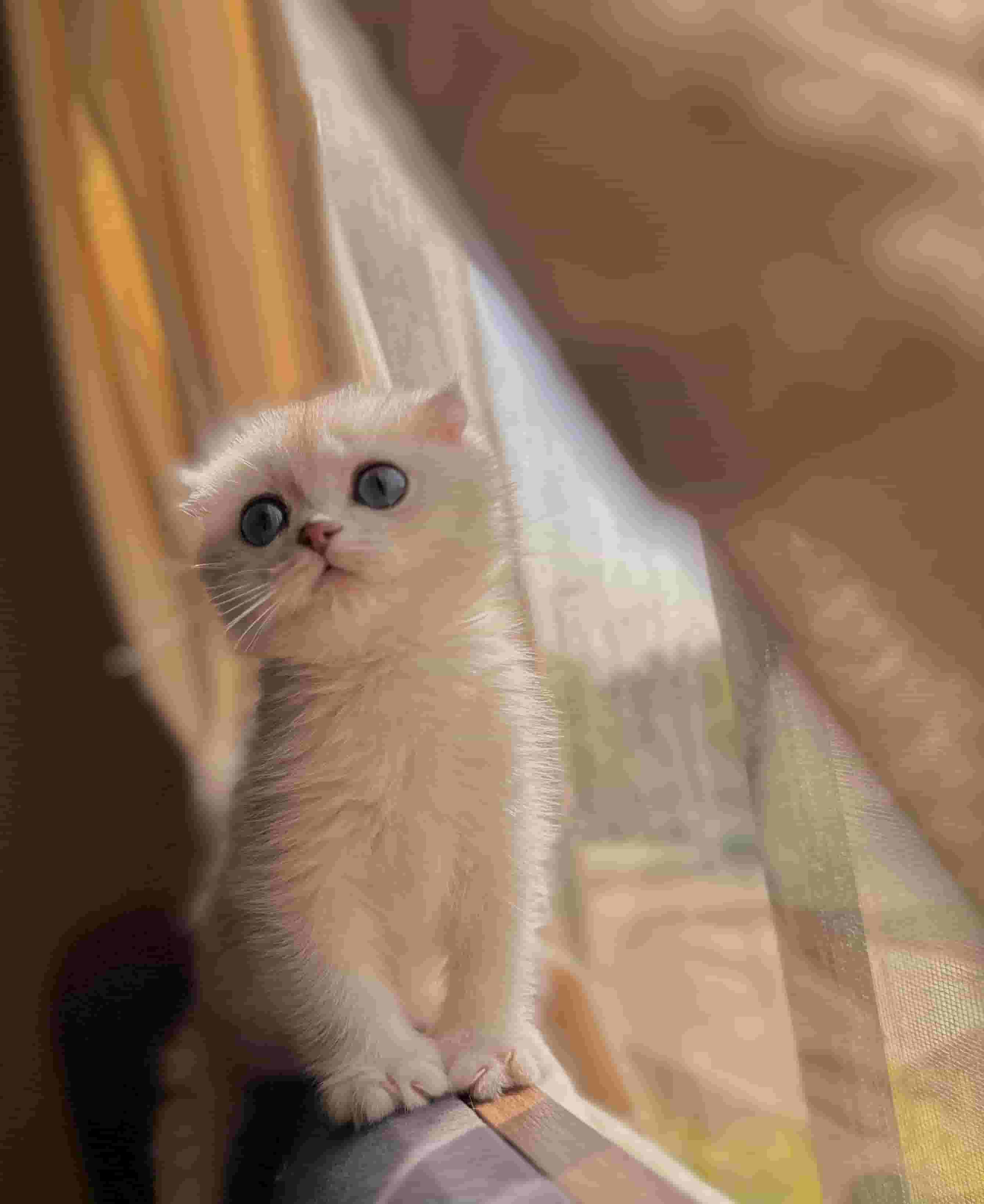Scotch cat Scotch cat