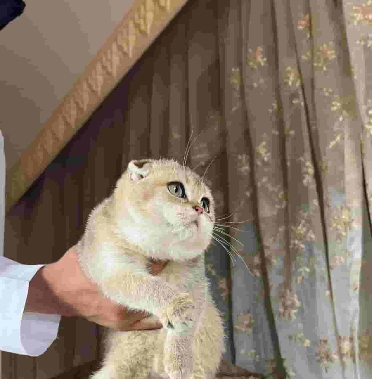 Scottish Fold Triple Pure Scottish Fold Triple Pure