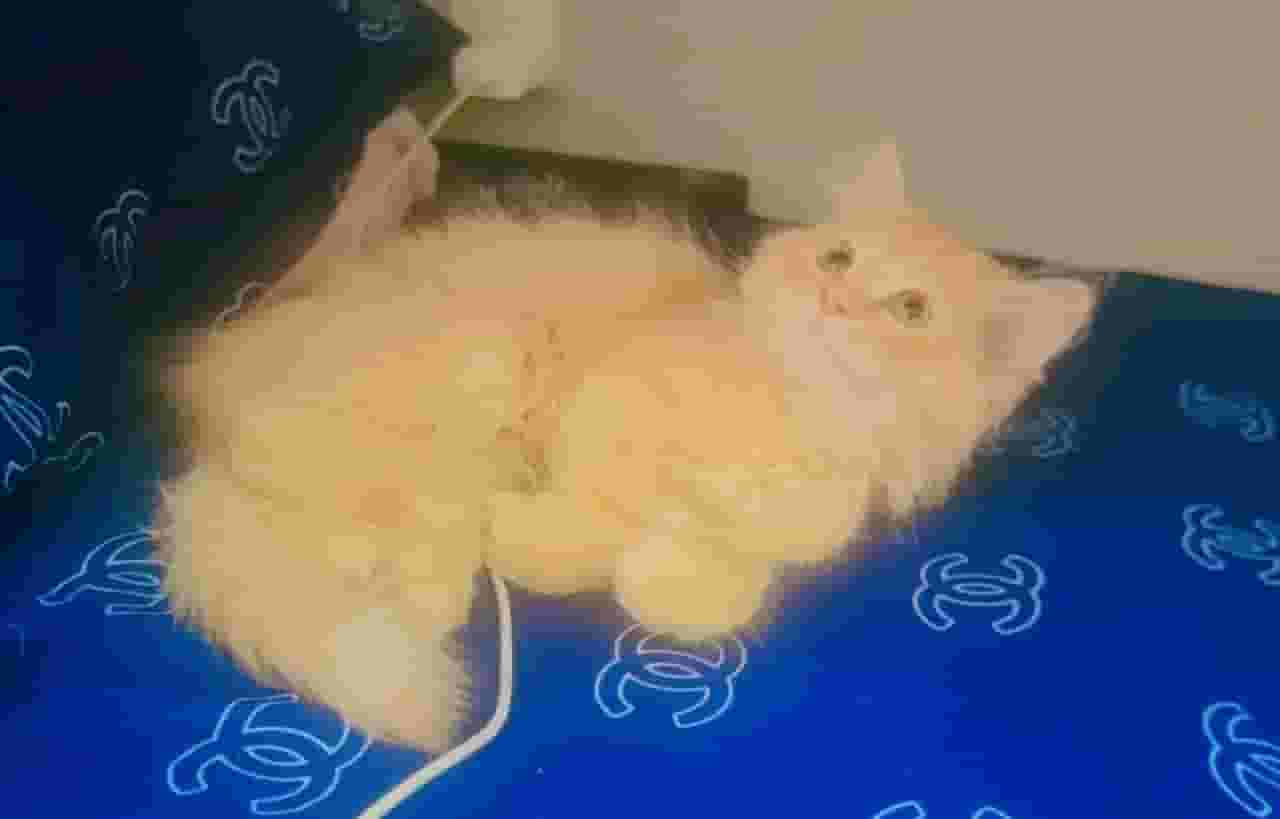 A very funny and friendly cat for sale for 3 months A very funny and friendly cat for sale for 3 months