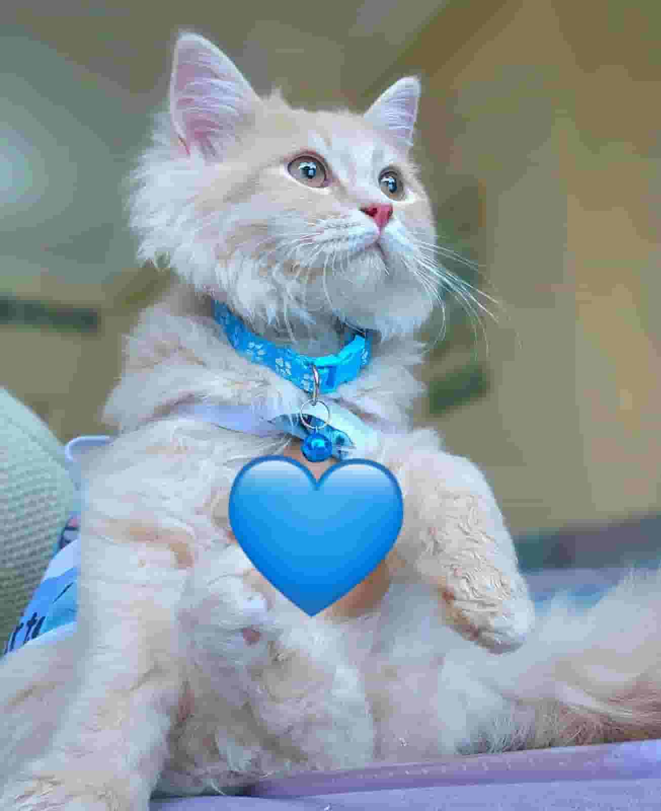 Shirazi Long Hair is a 4 month old male Shirazi Long Hair is a 4 month old male