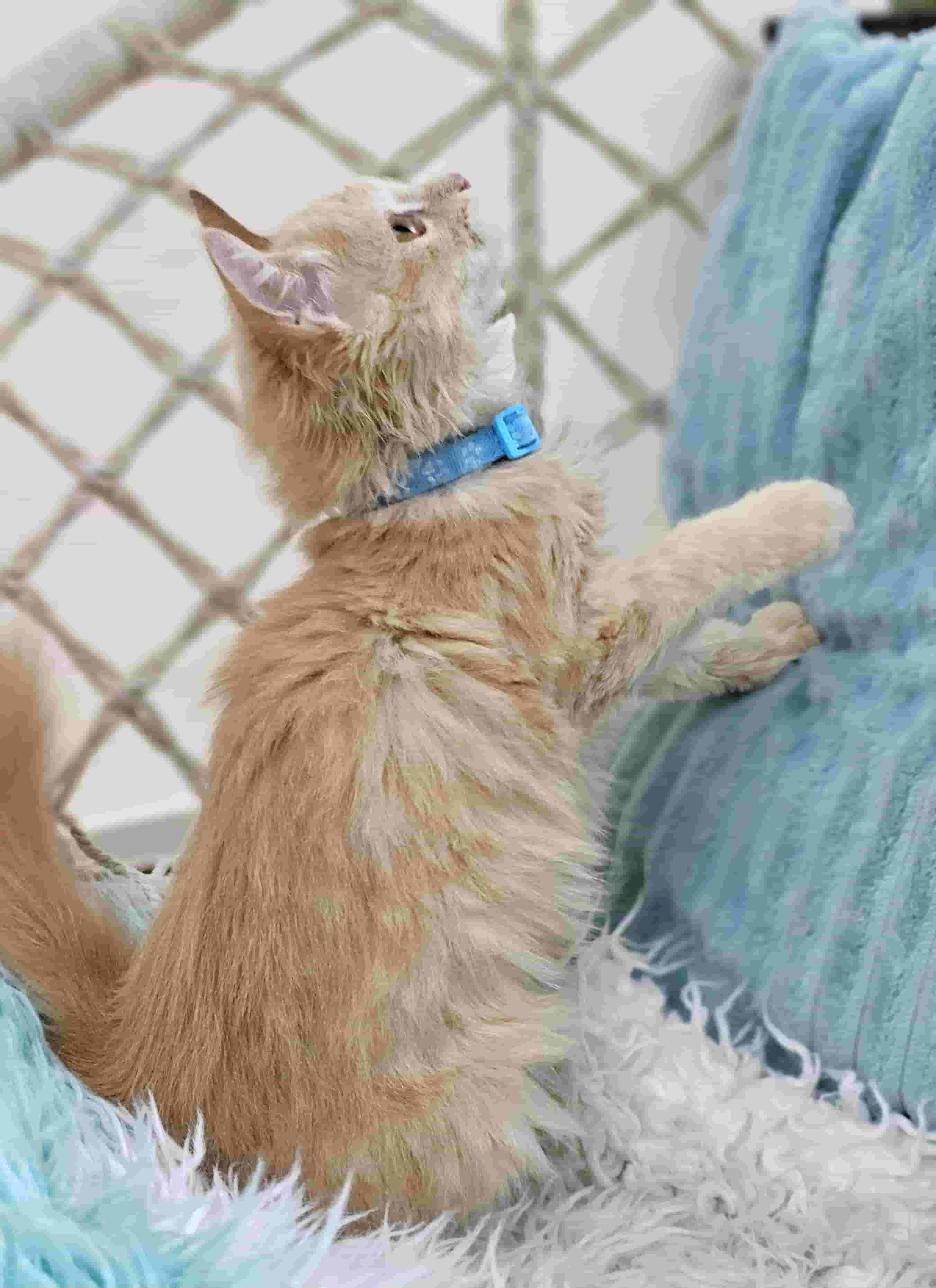 Shirazi Long Hair is a 3-month-old male Shirazi Long Hair is a 3-month-old male